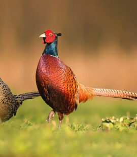 product - Ringneck pheasant pair male and female ringneck pheasants on a field of grass