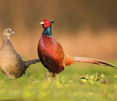 male and female ringneck pheasants on a field of grass