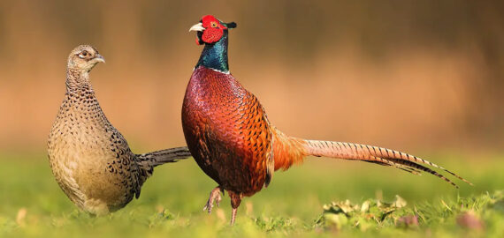male and female ringneck pheasants on a field of grass