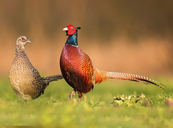 male and female ringneck pheasants on a field of grass