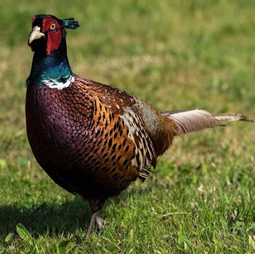 Ringneck Pheasant Ringneck Pheasant