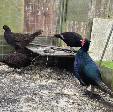 Black Pheasant Black Pheasant