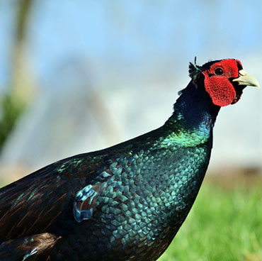 Black Pheasant Black Pheasant