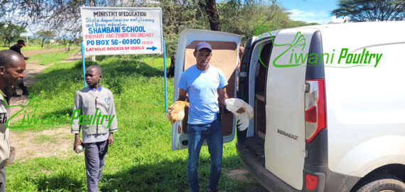 Kienyeji poultry delivered by Ziwani Poultry to Isiolo for World Vision